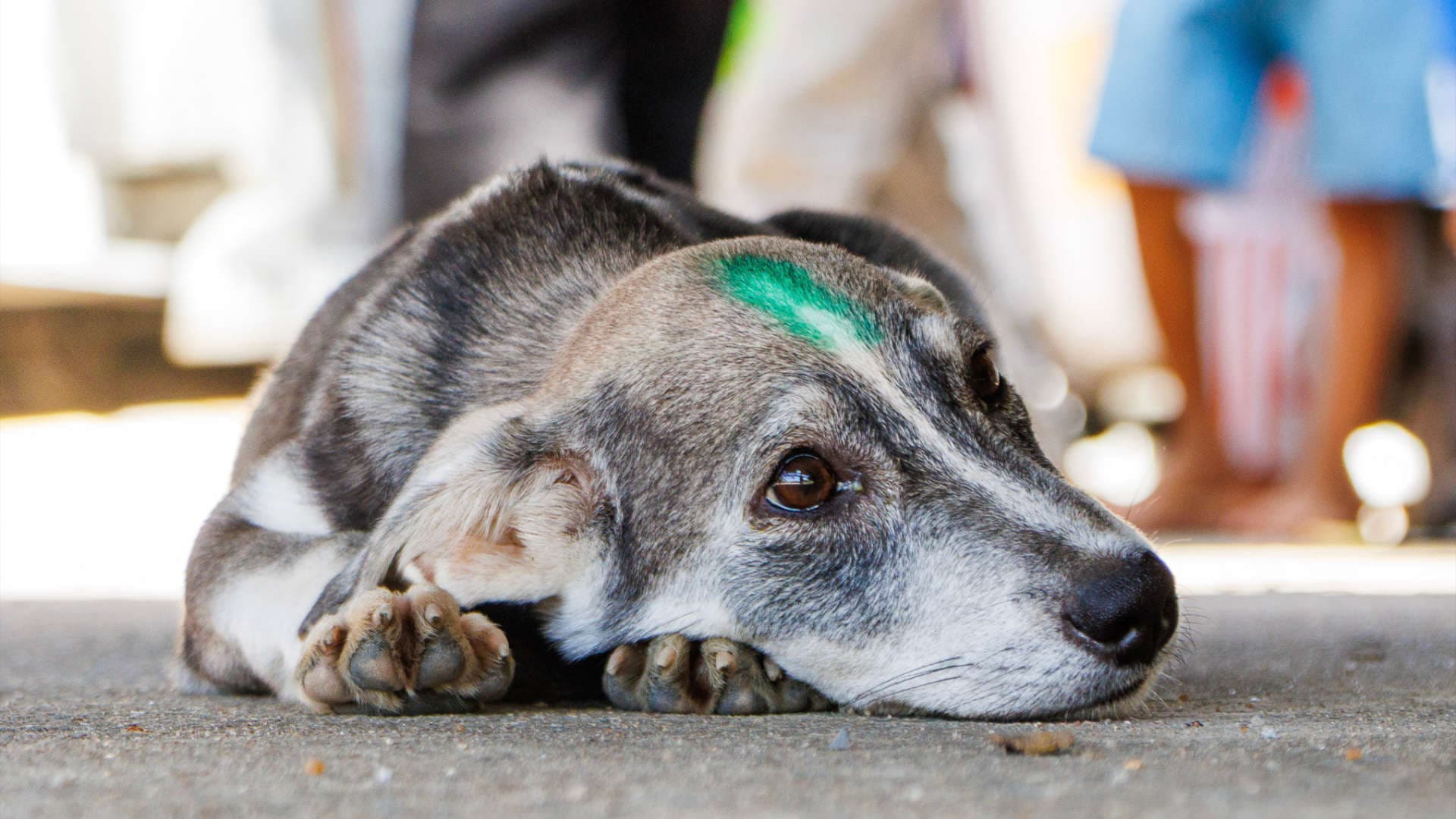 A dog laying down