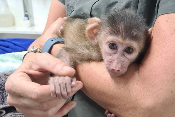 A monkey being held